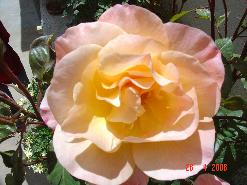 DSC04237.jpg